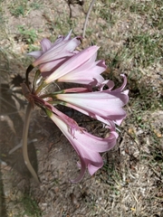 Amaryllis belladonna