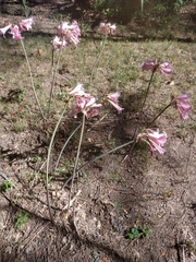 Amaryllis belladonna