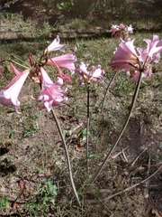 Amaryllis belladonna