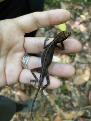 Anolis trachyderma