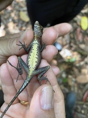 Anolis trachyderma