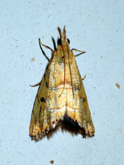 Glaucocharis auriscriptella