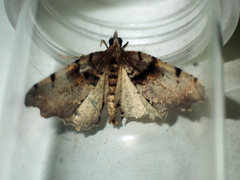 Chalastra pellurgata