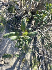 Comarostaphylis diversifolia