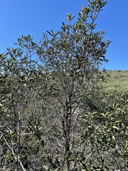 Comarostaphylis diversifolia