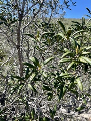 Comarostaphylis diversifolia