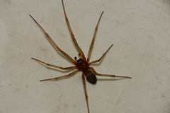 Steatoda grossa