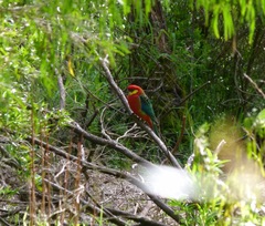 Platycercus icterotis