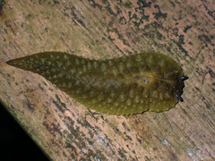 Athoracophorus papillatus