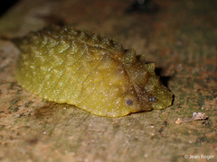 Athoracophorus papillatus