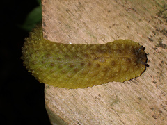 Athoracophorus papillatus