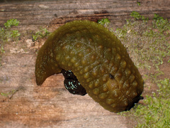 Athoracophorus papillatus