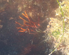 Ahnfeltiopsis linearis