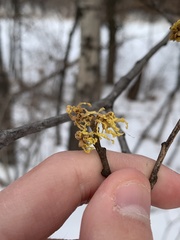 Hamamelis virginiana