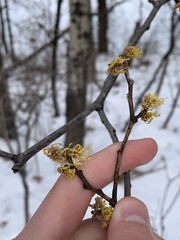 Hamamelis virginiana