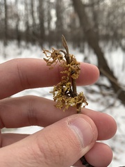 Hamamelis virginiana