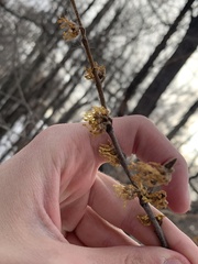Hamamelis virginiana
