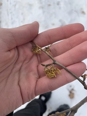 Hamamelis virginiana