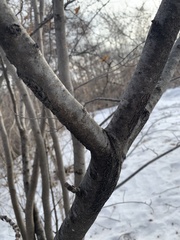 Hamamelis virginiana