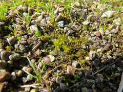 Pleuridium acuminatum