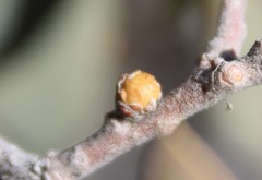 Andricus coconinoensis