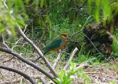 Platycercus icterotis