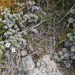 Leucogenes leontopodium