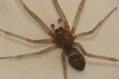 Steatoda grossa