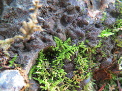 Claopodium bolanderi