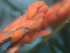 Metandrocarpa dura