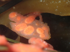 Metandrocarpa dura
