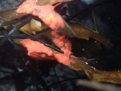 Metandrocarpa dura