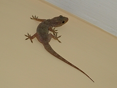 Hemidactylus flaviviridis