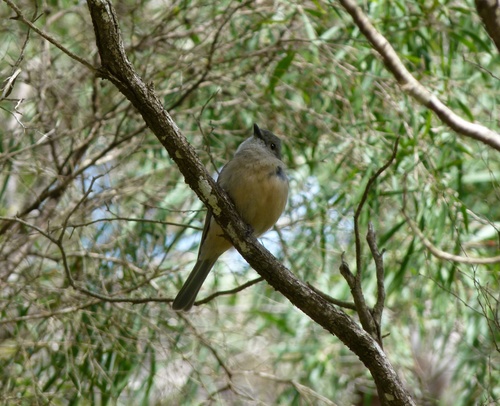 Eopsaltria griseogularis