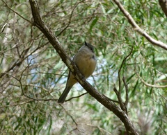 Eopsaltria griseogularis