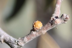 Andricus coconinoensis