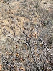 Ungnadia speciosa