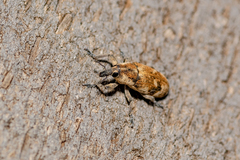Hypolixus mastersii