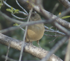Turdus grayi
