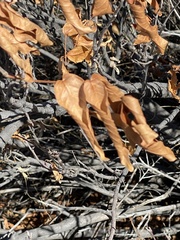 Ungnadia speciosa