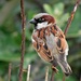 Indian House Sparrow - Photo (c) Peter Vos, some rights reserved (CC BY-NC), uploaded by Peter Vos