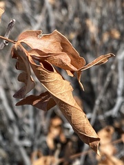 Ungnadia speciosa