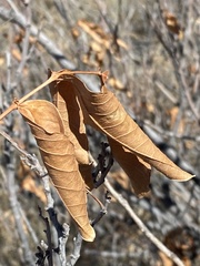 Ungnadia speciosa