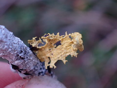 Vulpicida canadensis