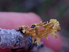 Vulpicida canadensis