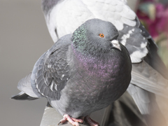 Columba livia domestica