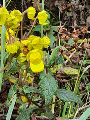 Calceolaria crenata