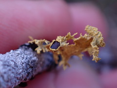 Vulpicida canadensis