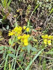 Calceolaria crenata