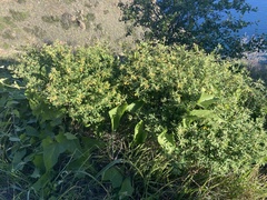 Acmispon dendroideus traskiae